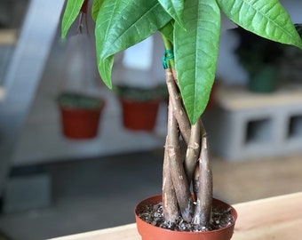 Money Tree Pachira Braid Bonsai Plant 6 Pot Etsy