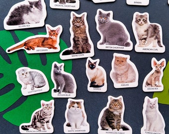 Cat magnets, Set of 22, Cat breeds educational toy, Toddler magnets, Fridge magnets for kids, Cute magnets, Cat themed gifts, Kitchen decor