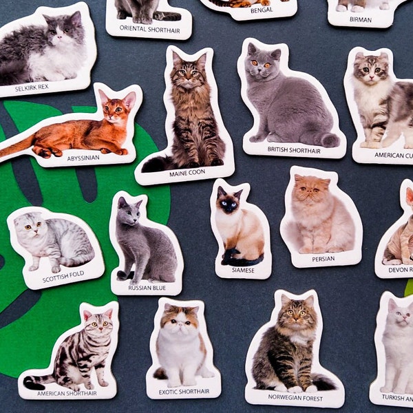 Cat magnets for kids, Set of 22, Cat breeds magnets for toddlers, Educational toy, Cute fridge magnets, Cat themed gifts, Kitchen decor