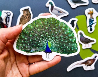 Vogel Magnete für Kinder: Realistische Arten, Lernspielzeug für Vorschule (25er Set)