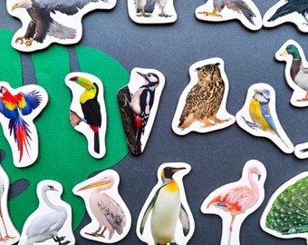 Birds Magnets for kids, Set of 25, Refrigerator Magnets, Educational Toy, Magnets for Toddler, Bird Toy, Preschool Learning, Bird Decor