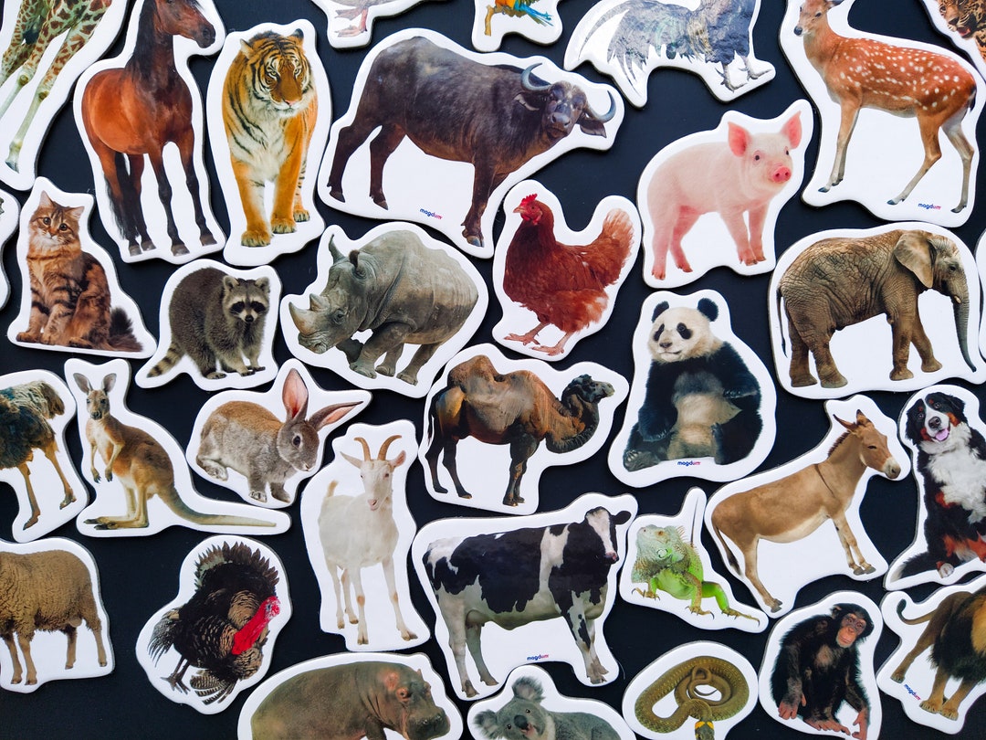 Realistic Animals for Kids, Cute for Toddlers, Fridge