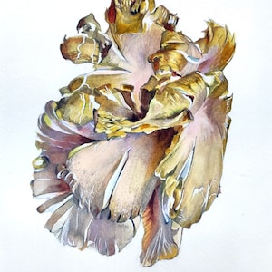Oyster mushroom Original watercolor Food painting Farm house art Realistic art Original painting Botanical mushrooms watercolor illustration