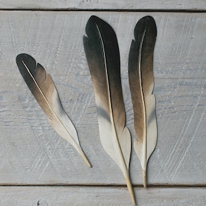 Osprey- Hand Carved Wooden Feathers