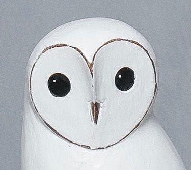 Baby Barn Owl - 8