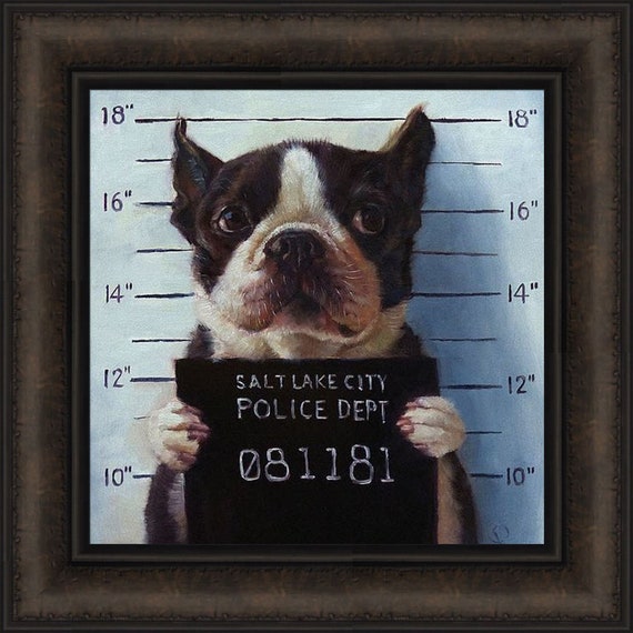 Mug Shot by Lucia Heffernan 16x16 Boston Terrier Naughty Dog -  Norway