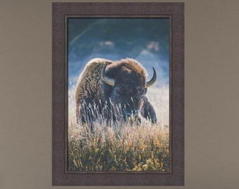 Quiet Season by Annie Bailey Art 26x36 Buffalo Closeup Bison Beautiful Field Nature Wildlife Framed Print Art Picture