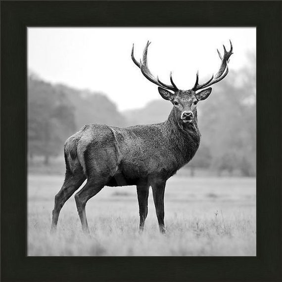 Proud Deer by Photoinc Studio 22x22 Black and White Buck Framed