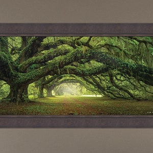 Passage by Moises Levy 24x42 Avenue of Oaks Charleston SC Plantation Trees Spanish Moss Tree Tunnel Photo Framed Art Print Picture