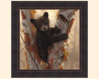 Curious Cub I by Collin Bogle 23x23 Baby Bear Sitting in Birch Tree Framed Art Print Picture
