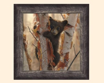 Curious Cub II by Collin Bogle 24x24 Baby Bear Sitting in Birch Tree Framed Art Print Picture