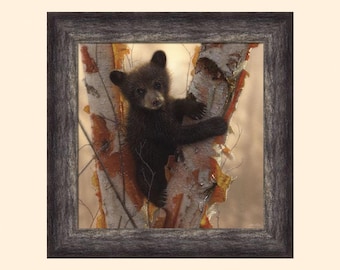 Curious Cub I by Collin Bogle 24x24 Baby Bear Sitting in Birch Tree Framed Art Print Picture