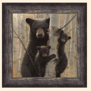 May include: A black bear mother and her two cubs climb a birch tree. The mother bear is in the center of the image, with her cubs on either side of her. The bears are all looking up at something off-camera. The background is a blurry forest scene.