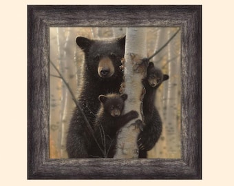 Mama Bear & Cubs by Collin Bogle 24x24 Black Bear Baby Cubs in Birch Tree Framed Art Print Picture