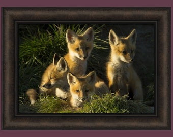 Red Fox Kits by Jason Savage 16x22 Four Fox Family Kit Wildlife Framed Art Print Picture