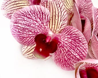 Artificial Orchid Flower, Gift for Her, Real Look Orchids, Pink Striped Orchid Stem, Phalaenopsis, Artificial Faux Orchid Flower