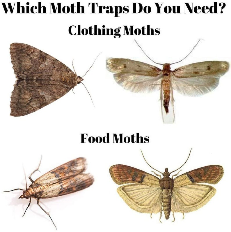 Moth Traps for Clothes. Protection From Moths With Unique Etsy