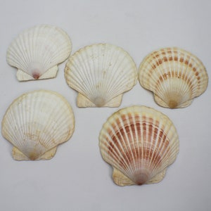 Natural Clam Shell Halves As Appetizer Plates Servers Vintage Set Of 5