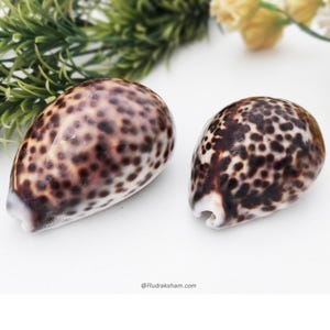 Pode incluir: Duas conchas do mar com manchas marrons e brancas, de forma oval e lisa. As conchas têm uma textura natural e orgânica.