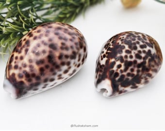 Natural Tiger Cowries Sea Shells 2 Pcs, Leopard Spotted Cowry Shell, Brown And White Kauri SeaShells for Home, Fertility, Wealth, Prosperity