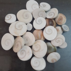 100% Natural Original Gomti (Gomati) Chakra directly from Indian Gomti River | Shiva Eye Shell For Lakshmi Pooja, Wealth, 11 to 108 piece