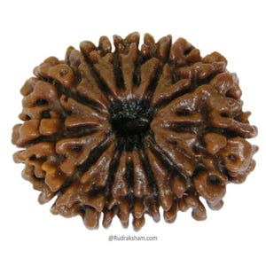 13 Mukhi Rudraksha | 13 Face Rudraksha Bead / Pendant | 13 Mukhi Rudraksha Bracelet / Armlet with Sandalwood beads for Attraction and wealth