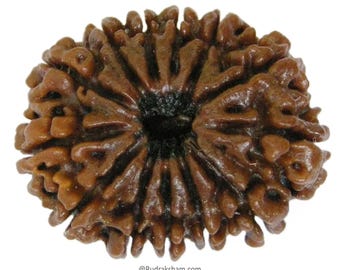 13 Mukhi Rudraksha | 13 Face Rudraksha Bead / Pendant | 13 Mukhi Rudraksha Bracelet / Armlet with Sandalwood beads for Attraction and wealth