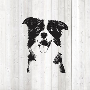 Border collie portrait. Dog. Vector cutting file for Silhouette Cameo and Cricut; SVG, Studio3 + PNG.