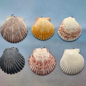 Shell Necklace, Seashell Pendant, seashell choker, Beach Jewelry, Real Seashell Jewelry, Real Shell Necklace, Seashell Jewelry, All Natural
