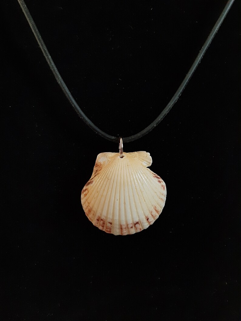 Seashell Necklace, Shell Necklace, Seashell Pendant, Real Shell