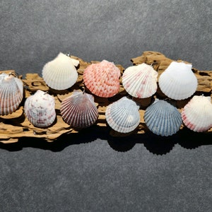 Shell Necklace, Real Seashell Jewelry, Seashell Pendant, Shell Choker, Beach Jewelry, Real Shell Necklace, All Natural Jewelry Ocean jewelry