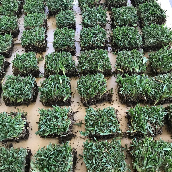 25 count  St Augustine Grass plugs with roots