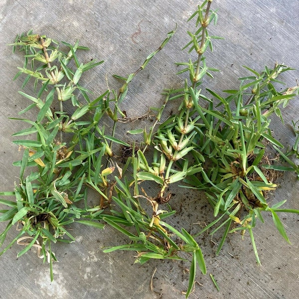 St Augustine Grass - Etsy