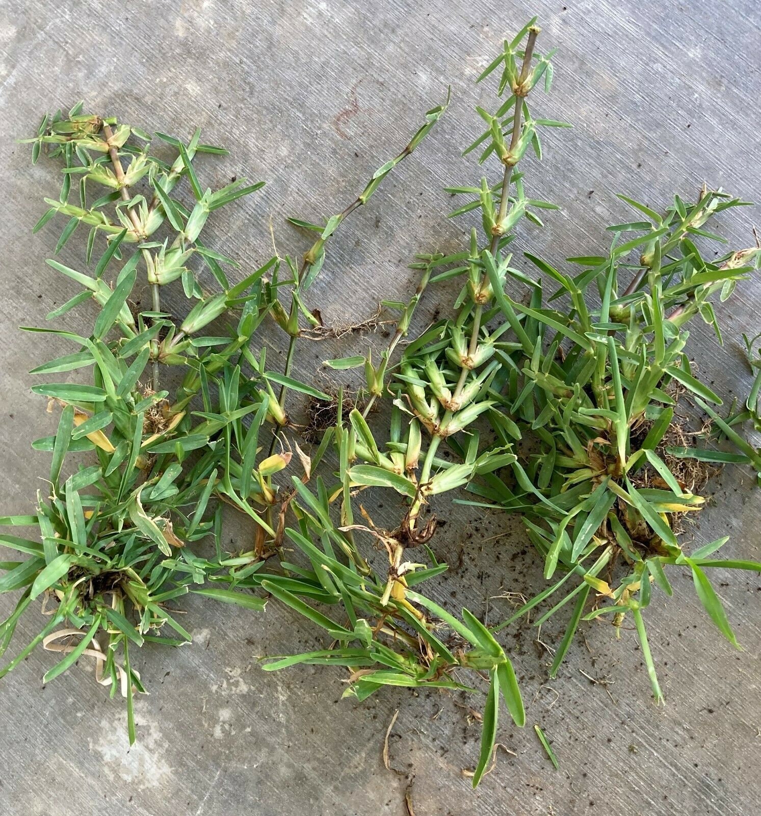 St Augustine grass runners with roots / 100 count Etsy