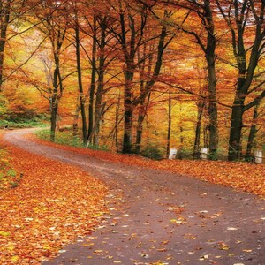 Fall Photography Backdrop Autumn Maple Forest Leaves Pumpkin - Etsy