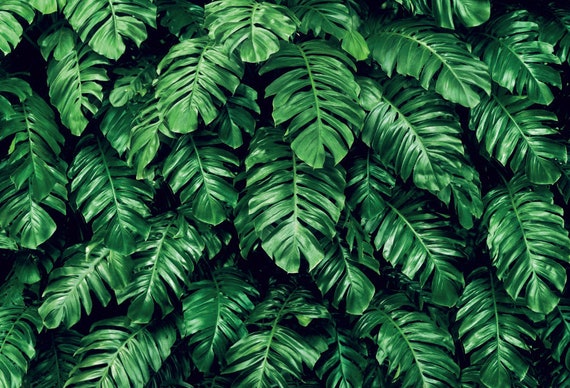 New Product On New Green Leaves Background New Products Green Leaf Background Green Leaves Background Image for Free Download