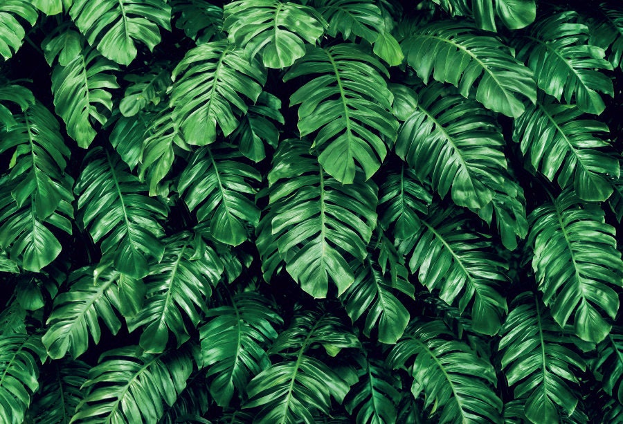 【11】やっちゃん 様 ♡foresttile♡ Tropical Spring Green Leaves Wall Photography Backdrop