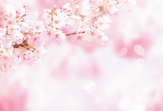 Baby Pink Daisy Flower Bokeh Backdrop Peach Glitter Spots | Etsy