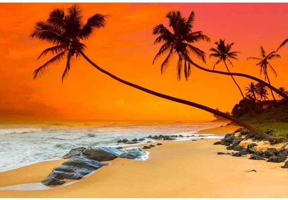 Nature 8x10 FT Photo Backdrops,Night Time Beach Sunset Design with Little Lantern and Island Palm Trees Art Print Background for Baby Birthday Party Wedding Vinyl Studio Props Photography Multicolor Nature 8x10 FT Photo Backdrops,Night Time Beach Sunset Design with Little Lantern and Island Palm Trees Art Print Background for Baby Birthday Party Wedding Vinyl Studio Props Photography Multicolor