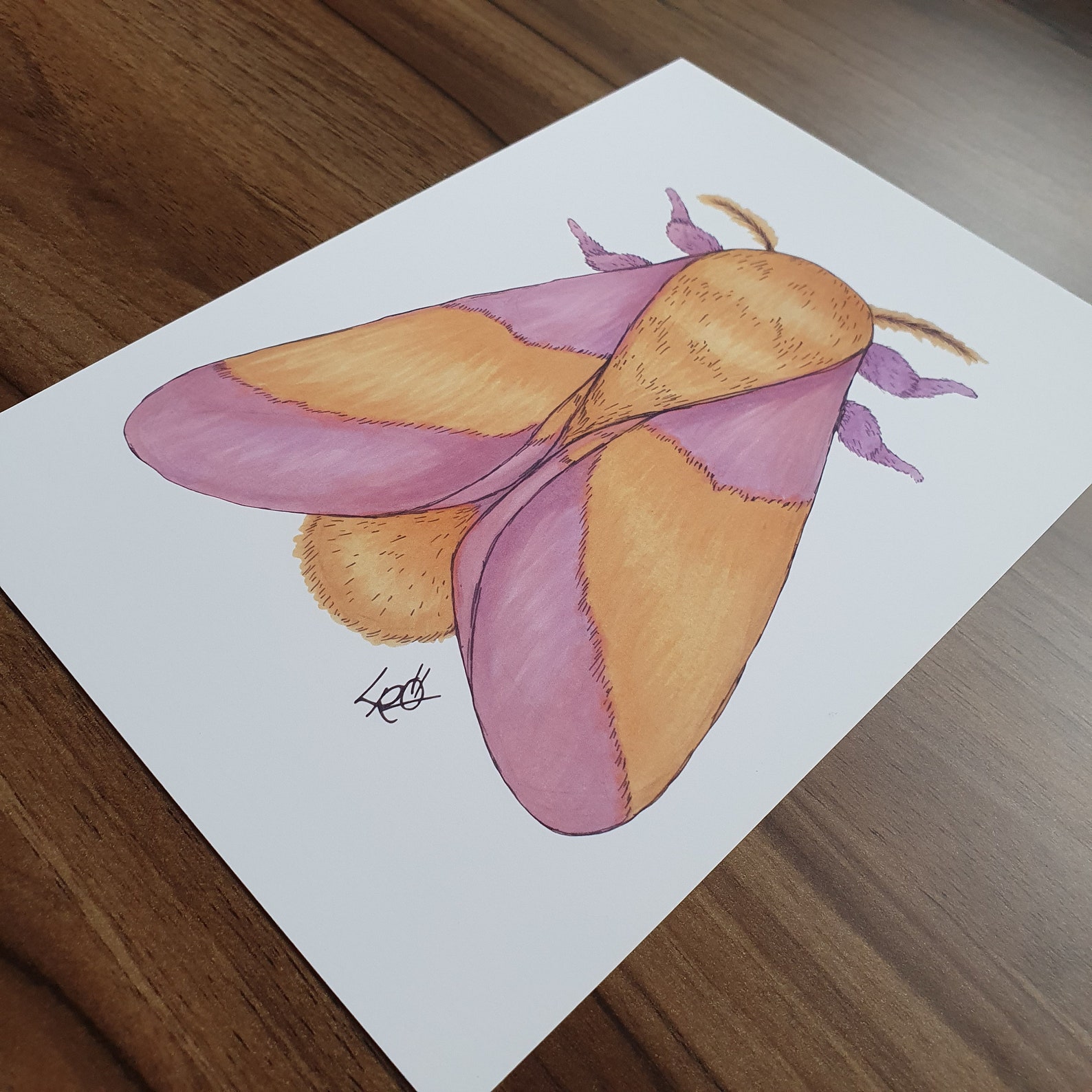 Rosy Maple Moth Illustration Pen and Ink Art Print Giclée Etsy