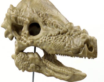 パキケファロサウルス 9.2インチ/23.5 cm 老齢頭骨、