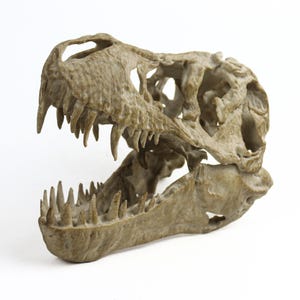 Aged T-Rex Skull Replica: Prehistoric Fossil Decor