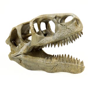 Utahraptor Skull, Dinosaur Fossil Seplica, Prehistoric decor, Gift for dinosaur lovers