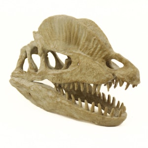 Dilophosaurus Aged Skull, Dinosaur Realistic Skull Replica, Prehistoric Dinosaur Fossil Decor, Jurassic Collectible Gift