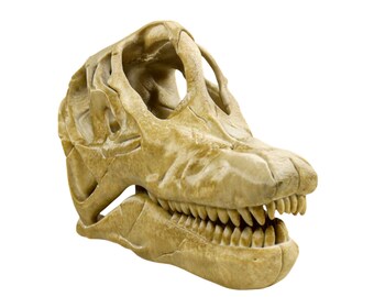 ブラキオサウルスの塗装済み頭蓋骨レプリカ、先史時代の恐竜の化石モデル、ユニークな恐竜愛好家へのギフト