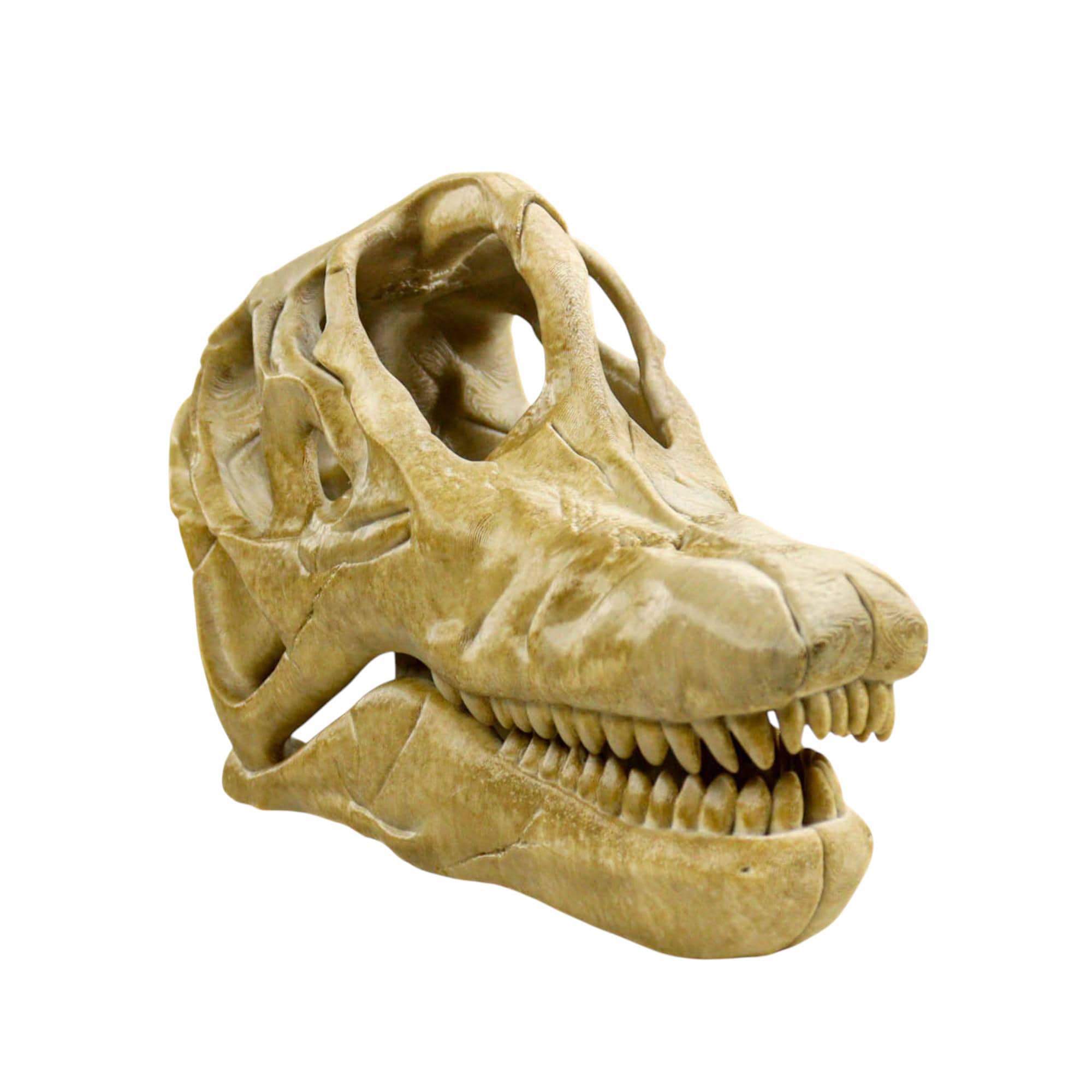 Brachiosaurus fossil - Etsy 日本