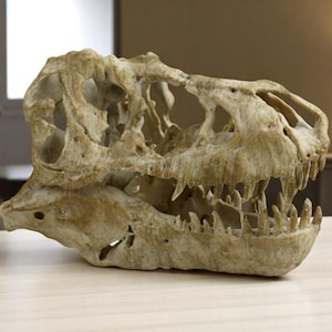 May include: A detailed replica of a Tyrannosaurus Rex skull, featuring a realistic bone structure and teeth. The skull is made of a light brown material and has a weathered appearance.