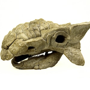 Ankylosaurus skull, Dinosaur Fossil Replica, Prehistoric Decor, Gift for Dinosaur Lovers