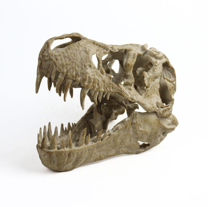 May include: A detailed replica of a dinosaur skull, featuring a textured, beige-brown finish. The skull is open-mouthed, revealing rows of sharp teeth.