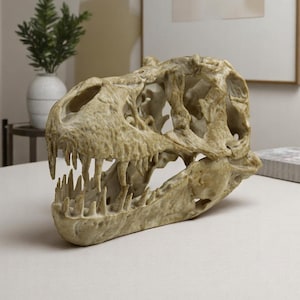 May include: A detailed replica of a dinosaur skull, featuring a toothy jaw and intricate bone structure. The skull is made of a light beige material and is displayed on a white surface.